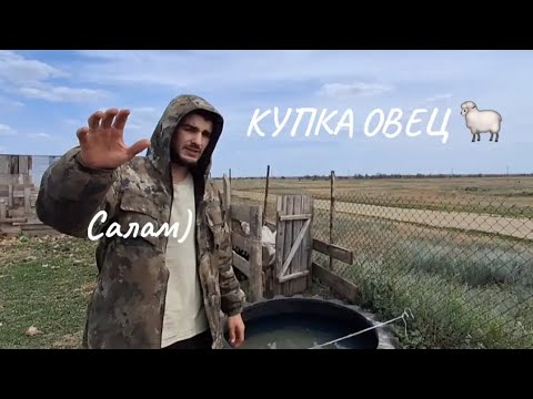 Видео: КУПКА ОВЕЦ; МОЛОДОЙ ФЕРМЕР КАРИМ