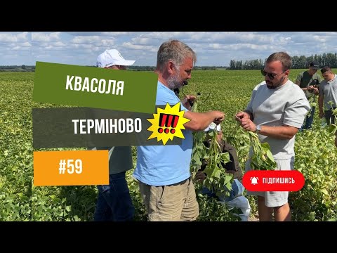 Видео: #59 Квасоля 🫘 Всі секрети 🤫в цьому відео 🔥Як вирощувати, коли збирати, як заробляти🫰