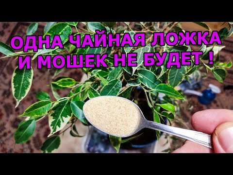 Видео: 1 ЧАЙНАЯ ЛОЖКА И МОШКИ В КОМНАТНЫХ ЦВЕТАХ И РАССАДЕ ИСЧЕЗНУТ. СРЕДСТВО ОТ МОШЕК В ЦВЕТАХ И РАССАДЕ.