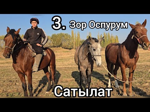 Видео: Бугун 12 ноября 2025 зор тектуу оспурупдор сатылат #жылкыбазар #horse #атбазар #rek #продажалошадей 