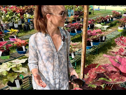 Видео: Каладиумы: лучшие растения, сорта и новинки 2024 (выставка)