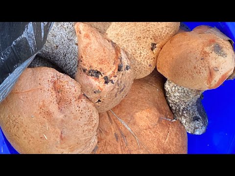 Видео: ГРИБАЛКА 2025 