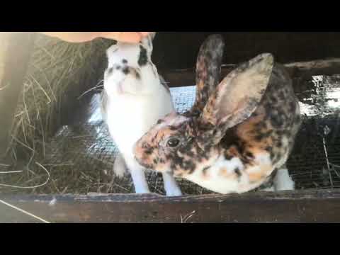 Видео: новые кролики в моем хозяйстве. долгожданное пополнение!