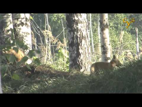 Видео: Открытие нового сезона видео-охоты в Лосином острове.