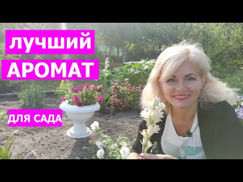 Видео: КОРОЛЕВА НОЧИ. Тубероза. Особенности ухода за туберозой.