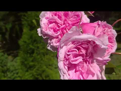 Видео: Рожева прогулянка — усе як є, без прикрас  #троянди #садівництво #розоманія #саддлядуші #видитроянд