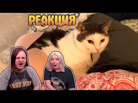 Видео: ЗАСМЕЯЛСЯ - ПОДПИСАЛСЯ!! ЛУЧШИЕ ПРИКОЛЫ 2022 ТЕСТ НА ПСИХИКУ УГАР! #650 | РЕАКЦИЯ НА @user-gd4xz9my3r |