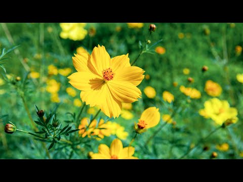 Видео: ВОССТАНОВЛЕНИЕ НЕРВНОЙ СИСТЕМЫ 🌿 Нежная музыка, успокаивает нервную систему и радует душу #10