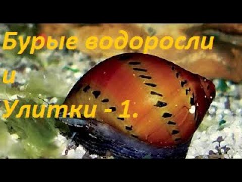 Видео: Бурые Водоросли VS Аквариумные улитки. Раунд 1