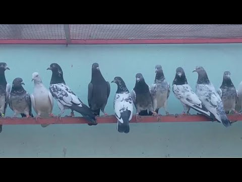 Видео: Пакистанские голуби 10-12 часа лёта. Pakistani pigeons are 10-12 hours of summer.