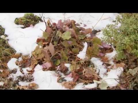 Видео: Сад Ирины Белашевой. Ландшафтные хитрости. Выпуск 96