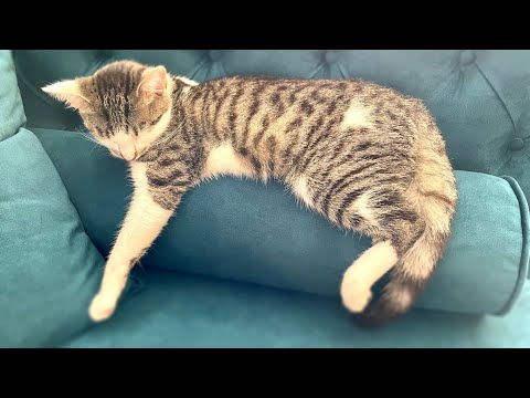 Видео: Ее звали Лоя… Погода шепчет - пирог с капустой, оливье #juliaslifenotes