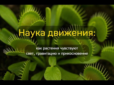 Видео: Растения двигаются! Серьёзно?