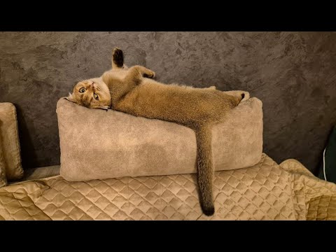 Видео: Мурчащая Монро - София 😊