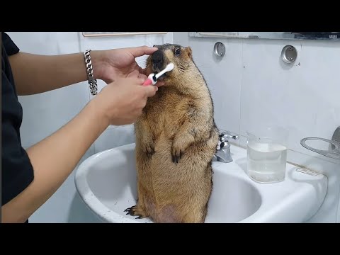 Видео: Растерянное выражение лица сурка, когда ему чистят морду