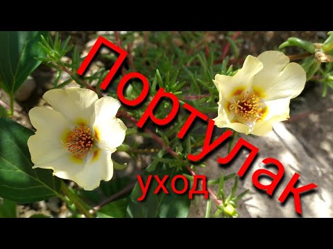 Видео: Портулак.Уход.