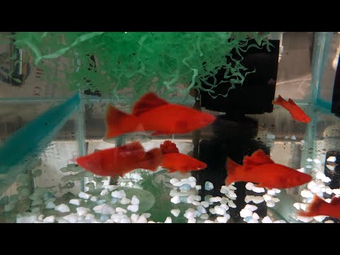 Видео: Дополнительный доход от аквариумных рыб. Какие действия применял бы я.