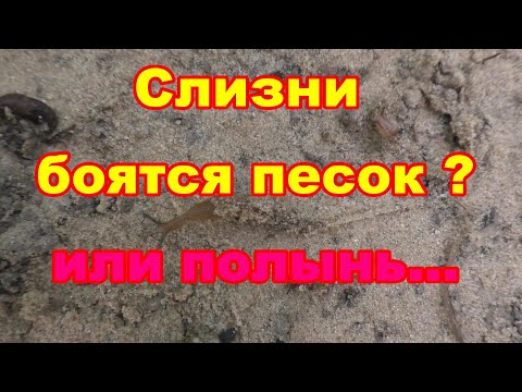 Видео: Слизни боятся песка,но и он не не преодолимое препятствие