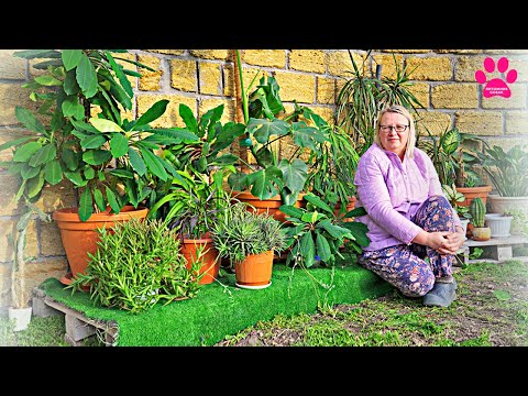 Видео: Что будет если выставить домашние цветы на улицу? Сами не знаем, но попробуем!