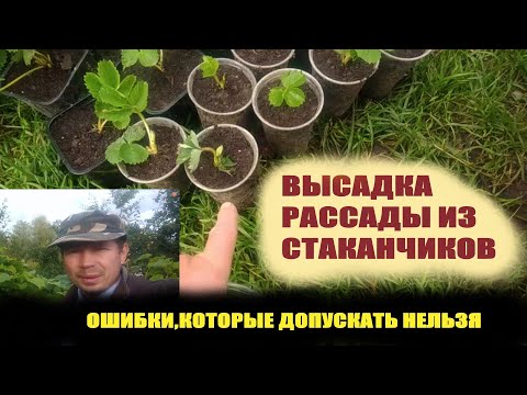 Видео: Посадка клубники в открытый грунт.Ошибки начинающих
