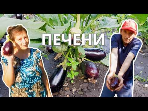 Видео: Най-лесните ПАТЛАДЖАНИ на ФУРНА! Идеални са за зимата