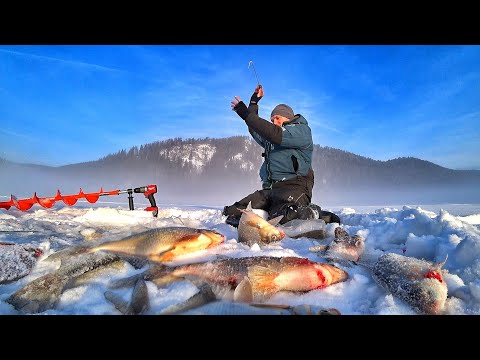 Видео: УШЁЛ ВТИХАРЯ ОТ ВСЕХ! ЛЕЩ СОШЕЛ С УМА! УЛЁТНАЯ РЫБАЛКА ПОДАЛЬШЕ ОТ ВСЕХ