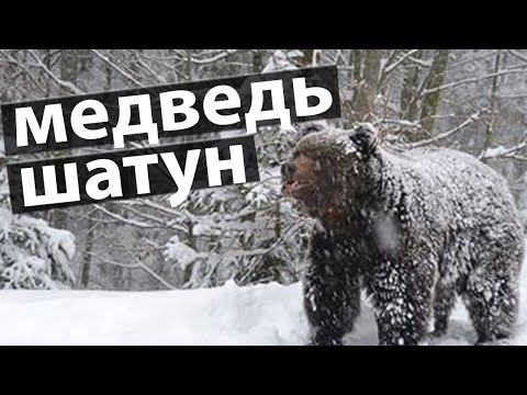 Видео: 🐻 ВСЁ, ОТОХОТИЛСЯ!  прошептал Матвей, увидев огромного медведя шатуна/