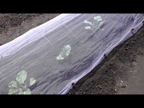 Видео: Защищаю капусту от вредителей с помощью сетки