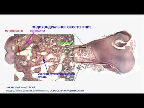 Видео: Гистологический препарат "Развитие кости на месте хряща"