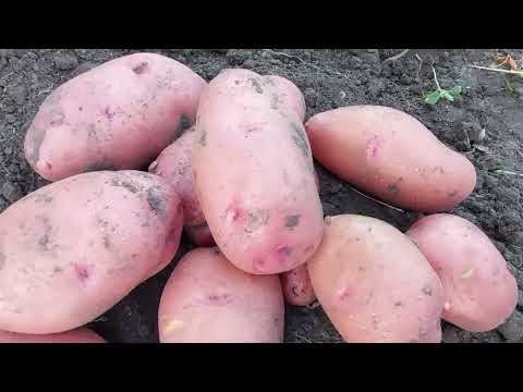 Видео: Копаем картофель.Сорта Ароза,Хозяюшка, Розара.Кто самый жаростойкий и засухоустойчивый? Август2022