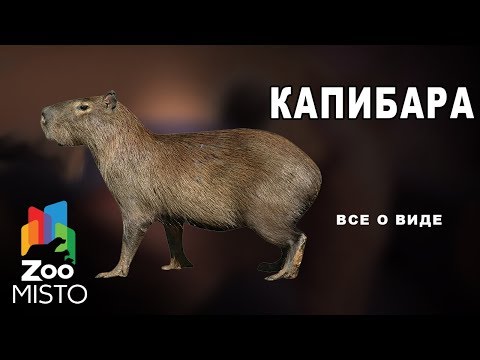 Видео: Капибара - Все о млекопитающем |  Млекопитающее капибара