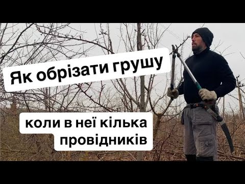 Видео: Як обрізати грушу. Коли кілька провідників