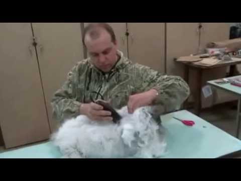 Видео: Стрижка ангорского кролика  ЛПХ МОРЯК