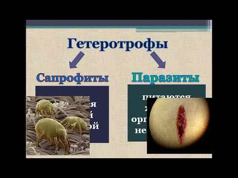 Видео: Петрова Ю.Н. Учение об инфекции