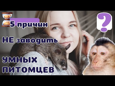 Видео: 5 причин Не заводить УМНЫХ питомцев.