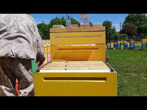 Видео: Изоляция против Роения пчёл на любой стадии.Доказано Лично.