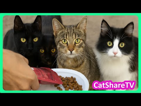 Видео: Накормили Уличных Котов И Бездомных Кошек! 🔥