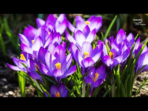 Видео: ПРОСТО ШИКАРНАЯ МУЗЫКА весны, любви, молодости и красоты! Невероятно красивые романтические мелодии!