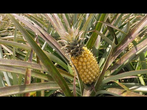Видео: Ананасы: правда ли борются с жиром и как выбрать самый сладкий?