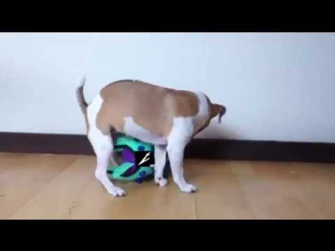 Видео: элли ди - ответка Руслану CMH (перезалив)