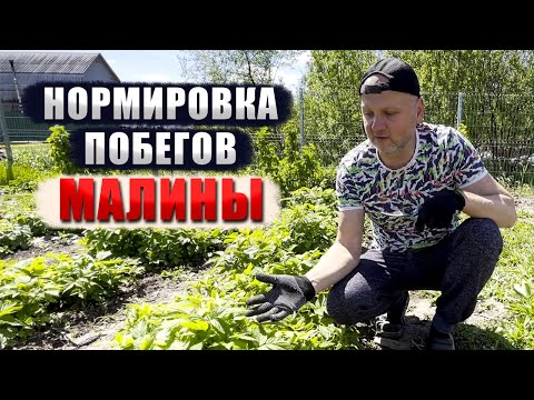 Видео: Нормировка побегов малины
