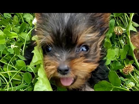 Видео: Продолжение истории, про щенка йорка, родившегося с волчьей пастью.