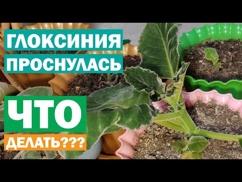 Видео: Глоксинии проснулись, что делать?