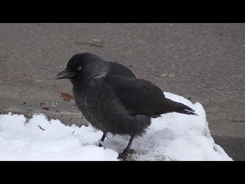 Видео: Зимний репортаж из города. Птицы в городе.