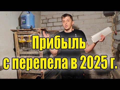 Видео: Выгодно ли держать перепёлок?