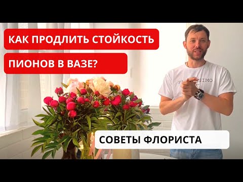 Видео: КАК РАСКРЫТЬ твердый бутон пиона в вазе? КАК ПРОДЛИТЬ стойкость пионов в вазе? Советы флориста.