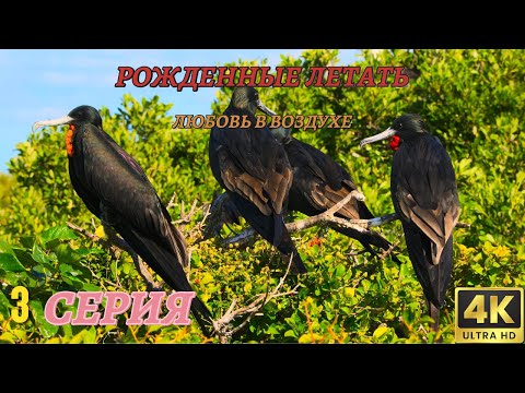 Видео: Мир Дикой Природы. Рожденные летать. Документальный Фильм 4K. 3 серия из 4