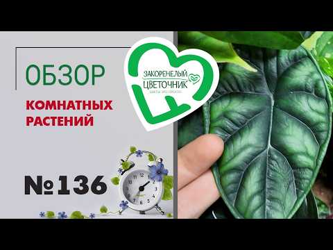 Видео: Самый длинный обзор растений: есть на что посмотреть и про что послушать. Папоротники и не только.
