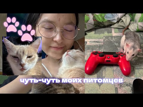 Видео: 5 минут чистой милоты для вашей души