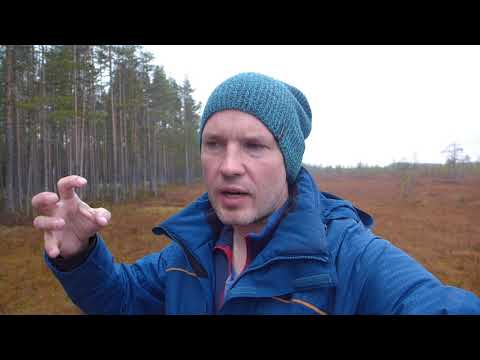 Видео: Что такое болото? Что такое сплавина? Какие типы болот бывают? Какое болото в Питере самое древнее?